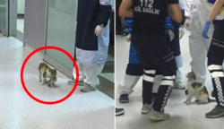 Egy anyamacska, aki kórházba vitte beteg kölykét – A fotók futótűzként terjedtek a neten
