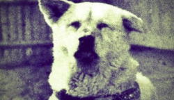 1935 március 8-án halt meg Hachiko, a kutya, aki 10 évig várta a gazdáját