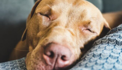 7 meglepő ok, hogy miért jó, ha a kutyáddal alszol egy ágyban!