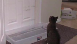 Vizet tett ajtaja elé, hogy macskája ne tudjon éjszaka bemenni: a cica végül fergetegesen oldotta meg a problémát: