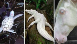 23 albinó állat, ami úgy néz ki, mintha egy másik bolygóról származna