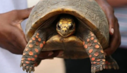 Nagytakarítást végzett a család, amikor megtalálták az 1982-ben eltűnt teknősüket, még élt