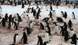 Az emberek 90%-a nem veszi észre, milyen állat bújt meg a pingvinek között: te meg tudod mondani?