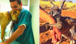 13 állat, akik nem felejtettek el köszönetet mondani a megmentőiknek
