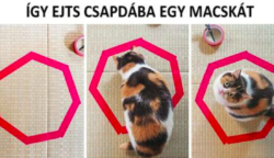 20 bizonyíték, hogy mennyire nevetséges a macskák logikája