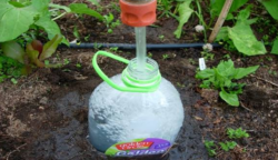 Elásott egy vízzel teli műanyag palackot a kertben, ez lett minden idők leghasznosabb kerti dolga, amire neked is szükséged lesz!