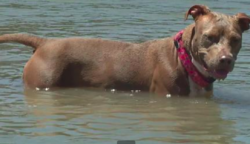 Ez a csodálatos kutya mérföldeket úszott vissza a partra, miután a gazdája azt hitte, hogy örökre eltűnt