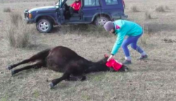 A férfi levágja a ló láncait. Videóra vették, milyen bámulatosan köszöni ezt meg ez a pompás állat: