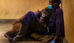 Az elárvult gorilla az utolsó pillanatait annak a férfinak az ölelésével tölti, aki kölyökkorában megmentette őt