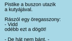 VICC: Pistike a buszon utazik a kutyájával