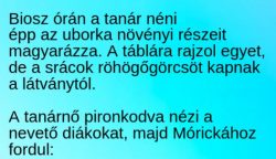 VICC: Biosz órán a tanár néni épp az uborka növényi részeiről magyaráz