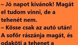 VICC: Székely bácsika stoppol az útszélen a tehenével